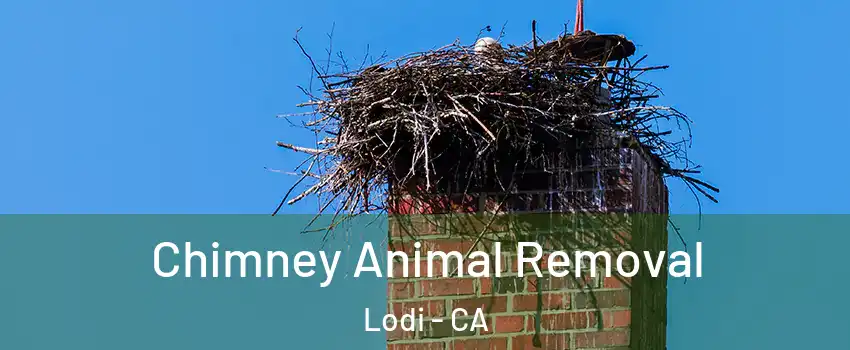 Chimney Animal Removal Lodi - CA