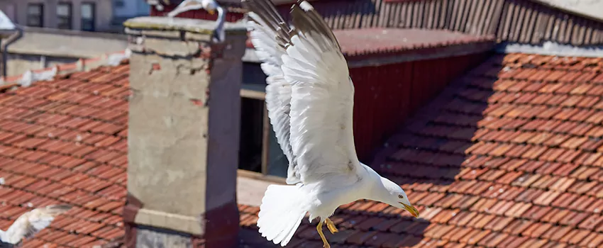 Residential Chimney Animal Removal Solution in Lodi, CA
