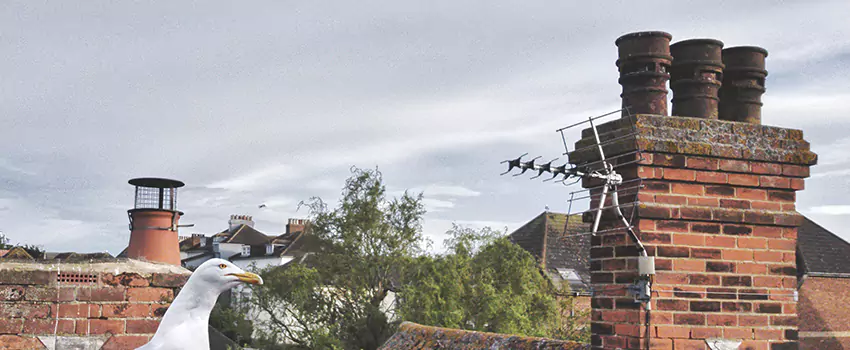 Chimney Cleaning And Restoration in Lodi, California